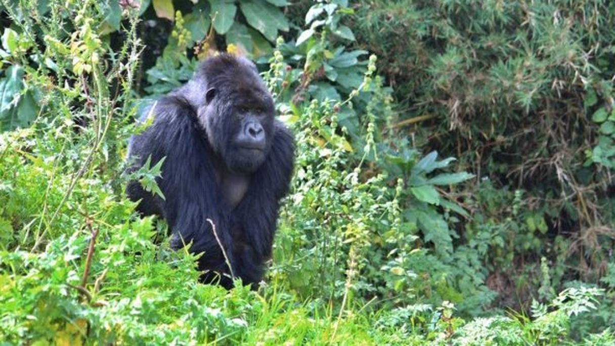 Gorille des montagnes au Rwanda.
