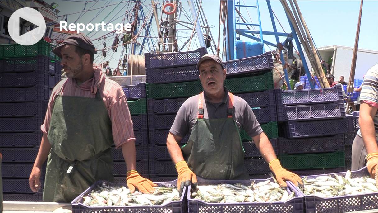 A Dakhla, le prix du poisson est à la baisse, grâce à l'abondance de l'offre, notamment en sardines.

