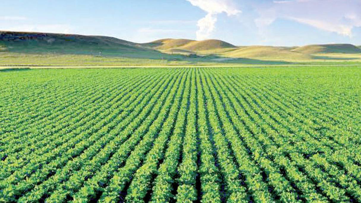 Cœur historique du Maroc, la plaine du Saïss se situe entre le Rif et le Moyen Atlas, et comprend les cités de Fès et Meknès. Vergers, champs de céréales, vignes et plantes maraîchères y sont cultivés sur plus de 2.200 kilomètres carrés. 
 
