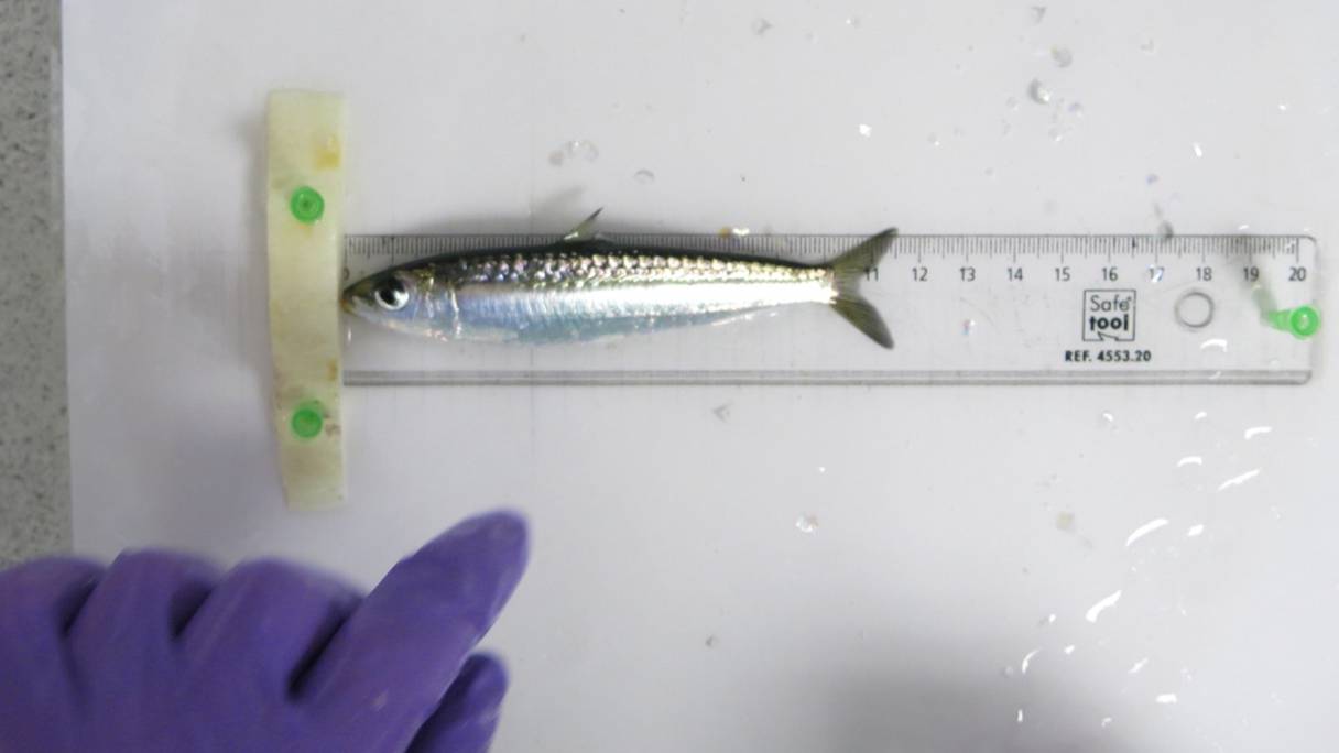 Selon une étude de l'Ifremer, depuis le milieu des années 2000, la taille des sardines a réduit.
