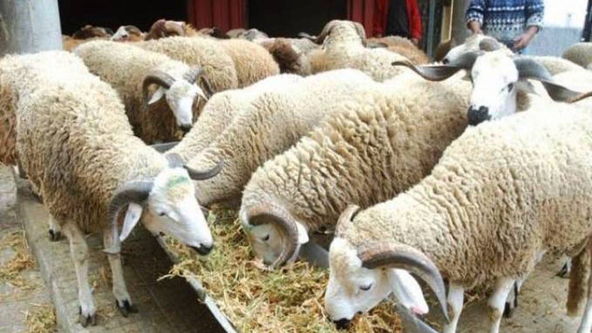 Un élevage de moutons.
