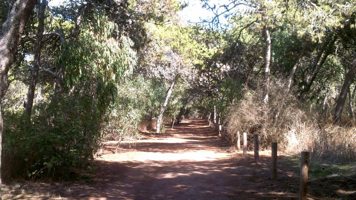 Un sentier dans la forêt de Harhoura.
