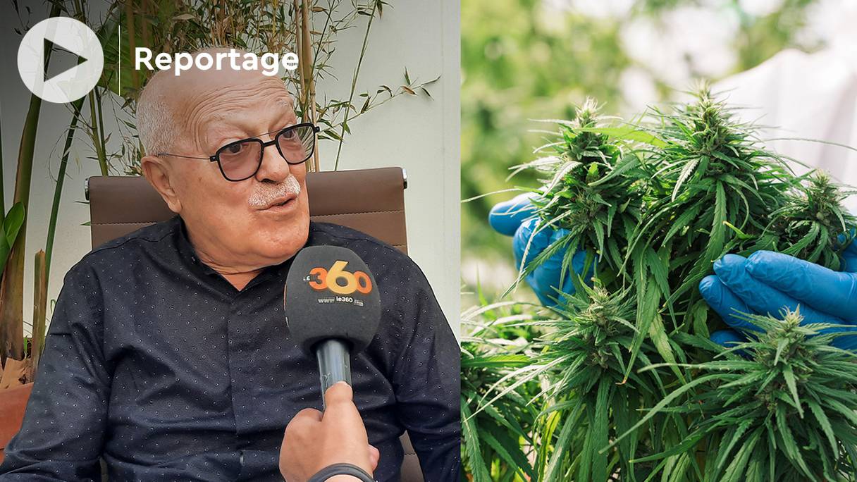 Ali Sedrati, ancien président de la Fédération des industries pharmaceutique, revient sur le rôle de l'Agence nationale de réglementation des activités relatives au cannabis (ANRAC) qui vient de démarrer officiellement ses activités.
