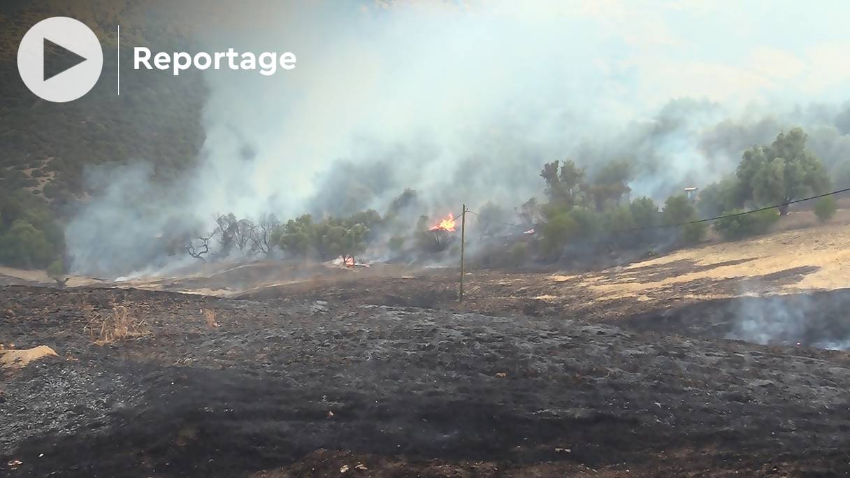 L'incendie qui s’est déclaré, jeudi 14 juillet 2022, dans la forêt Bab Azhar dans la commune de Smià dans la province de Taza.
