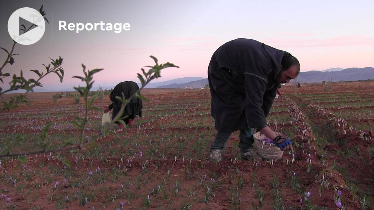 Le safran est récolté en ce mois de novembre 2021, dans les régions de Ouarzazate et de Taroudant.
