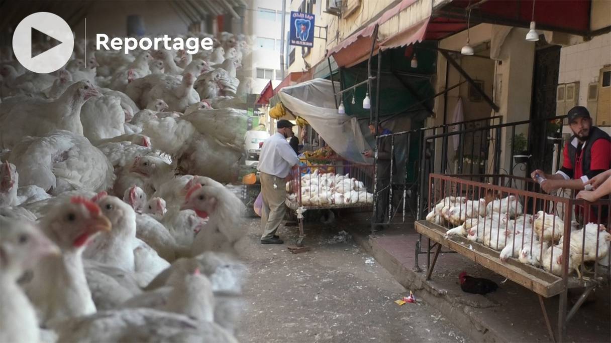 Sur les marchés, le kilo de poulet se négocie à 18 dirhams, bien au-dessus des 14 dirhams habituellement.
