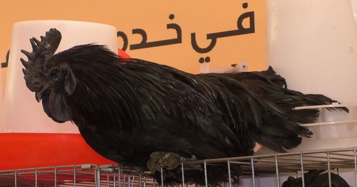 SIAM 2023 Ayam Cemani la Lamborghini des poulets qui vaut