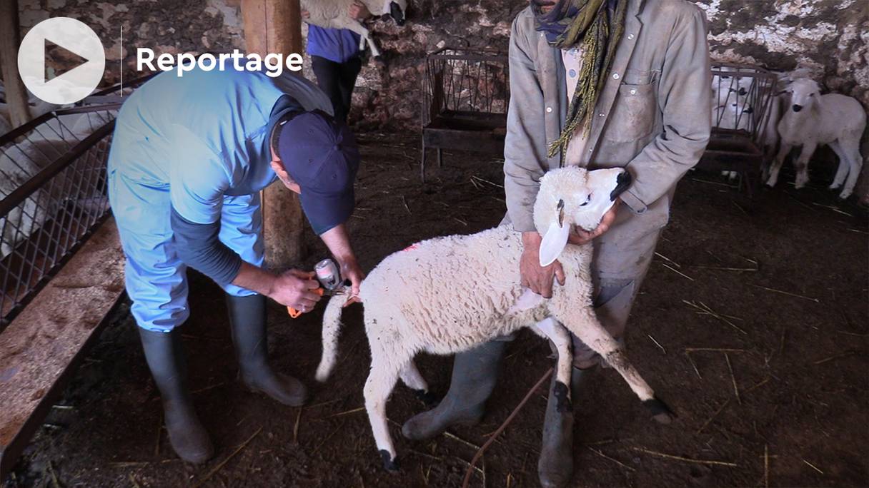 Un mouton reçoit l'injection d'un vaccin. La campagne de vaccination des différents cheptels de l’Oriental intervient en application du programme de lutte contre les maladies animales contagieuses, afin de renforcer l’immunité des troupeaux.
