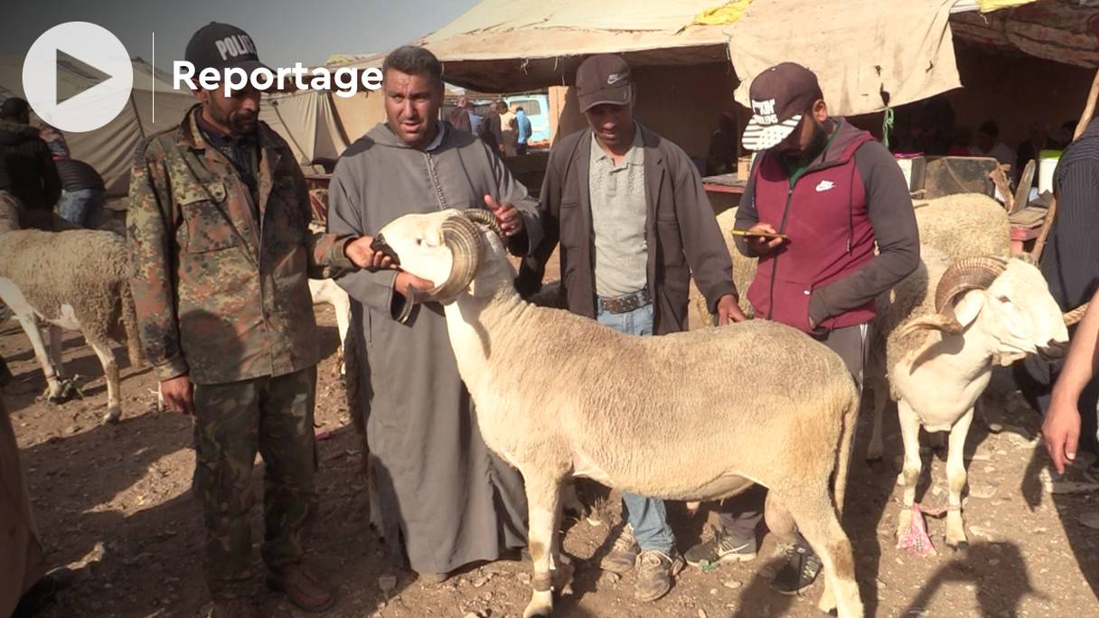 A près d'un mois de Aïd Al Adha, le Sardi, le mouton le plus prisé des Marocains, s'échangeait jusqu'à 9.000 dirhams au 8 juin 2022. 
