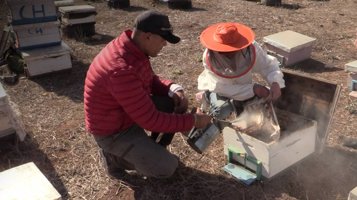 Des apiculteurs traitant des colonies d’abeilles contre la varroase.
