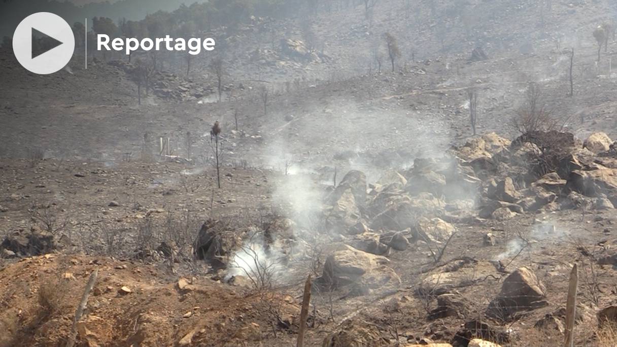 La végétation calcinée dans la forêt de Jbel Soukna, après l'incendie qui a démarré samedi 14 août 2021.
