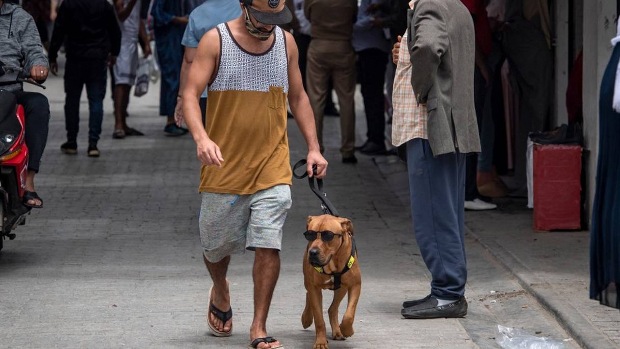 Au Maroc, même les animaux de compagnie se sont mis en mode détente après la levée du confinement, ici dans une rue de Rabat.
