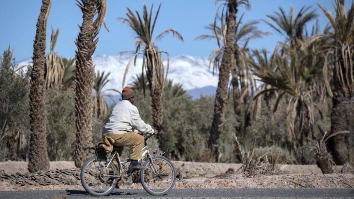 Un homme passe à vélo devant des palmiers morts dans l'oasis marocaine de Skoura, le 27 janvier 2020.
