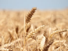 Un champ de blé arrivé à maturité.