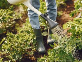 Un agriculteur arrose ses plantes avec un simple arrosoir, dans son exploitation.
