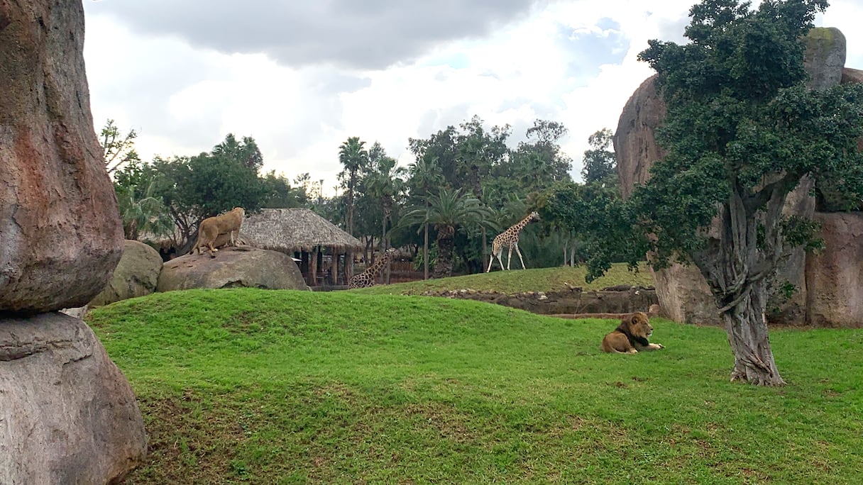 Casablanca: immersion au cœur du zoo de Ain Sebaâ enfin ouvert au public