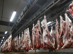 Carcasses de viande suspendues, après un abattage rituel.