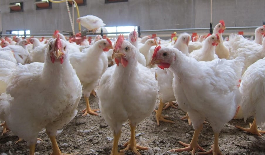 Poulets