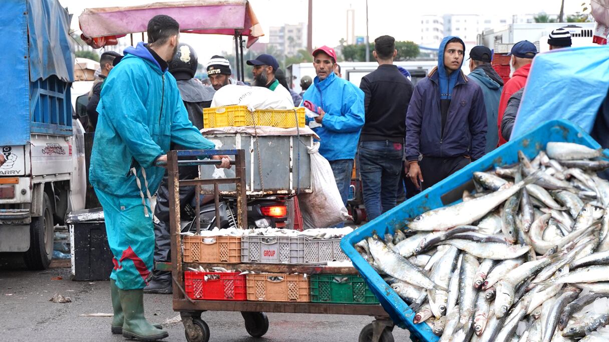 "مول الحوت" يخلق الجدل.. والمهنيون يؤكدون استحالة بيع السردين بـ5 دراهم للكيلوغرام
