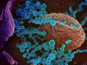 Le variant Omicron présente beaucoup plus de mutations que le Delta.