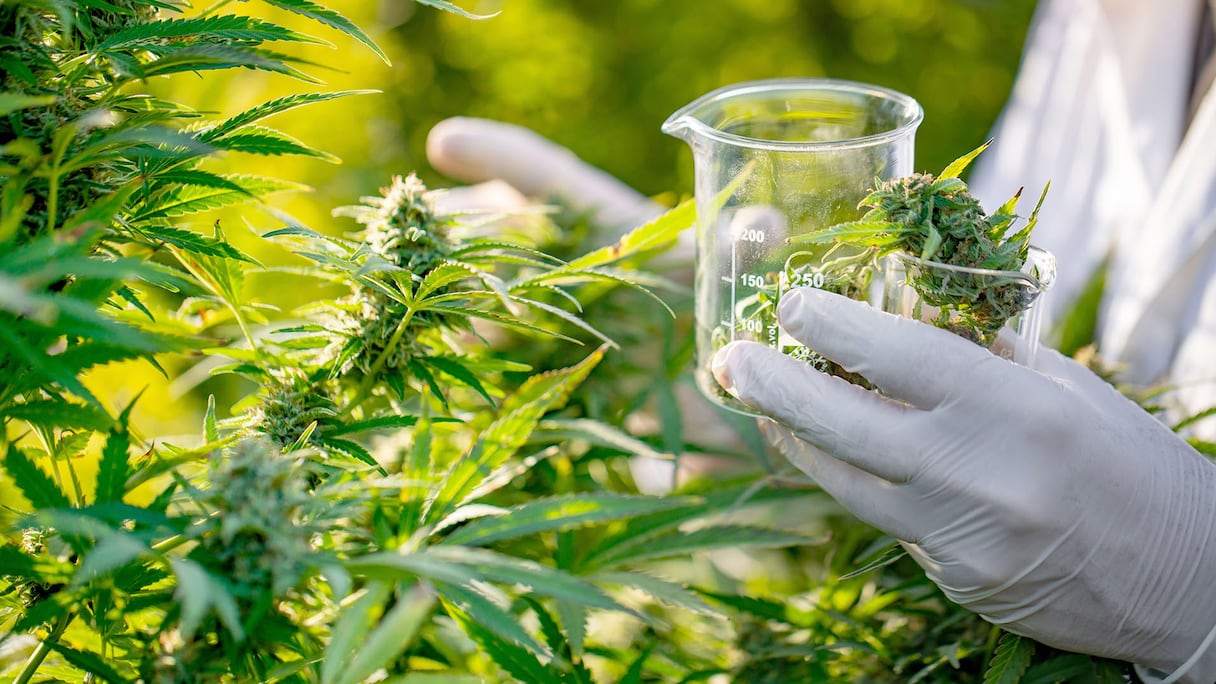 Cannabis à usage médical. (Photo d'illustration)