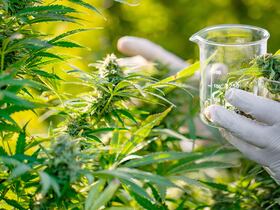 Cannabis à usage médical. (Photo d'illustration)