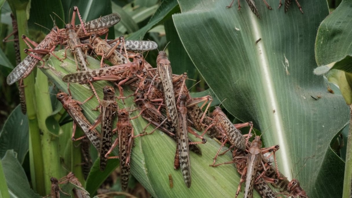 Des criquets pèlerins dans un champ de maïs à Meru, au Kenya, le 10 février 2021.