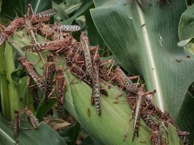 Des criquets pèlerins dans un champ de maïs à Meru, au Kenya, le 10 février 2021.
