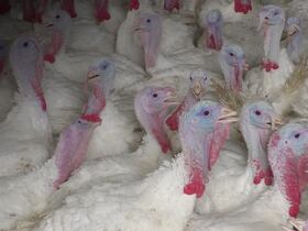 Elevage de volaille.