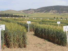 Journée de démonstration des variétés INRA de céréales, mardi 24 mai 2022 au Domaine Expérimental Annoceur.