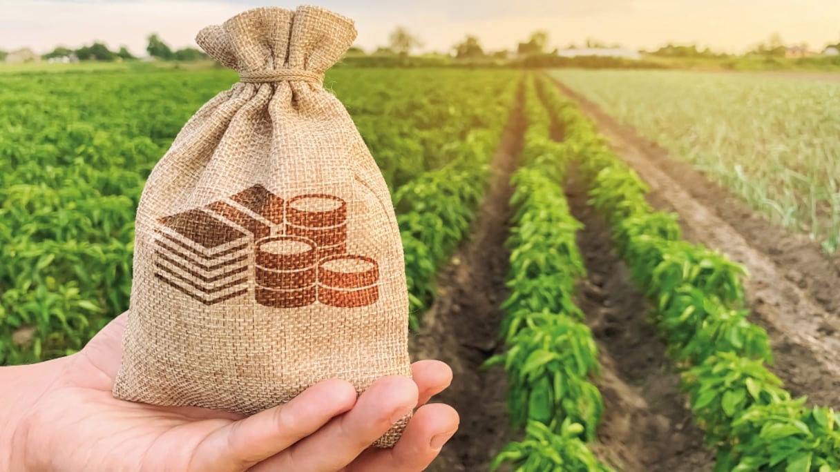 Les terres soulaliyates sont une mine d'or.