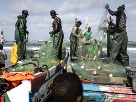 Des pêcheurs déchargent du poisson dans un port de pêche à Cap Skirring, à l'extrémité sud-ouest du Sénégal