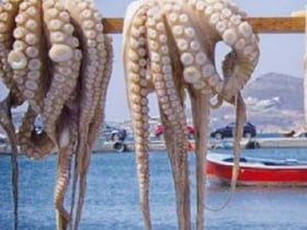 Poulpes fraîchement pêchés. 95% des prises dans les eaux territoriales marocaines sont exportées vers les marchés européens et asiatiques.