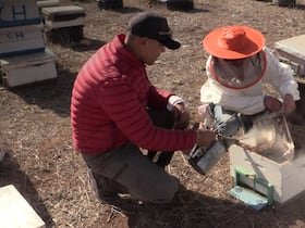 Des apiculteurs traitant des colonies d’abeilles contre la varroase.