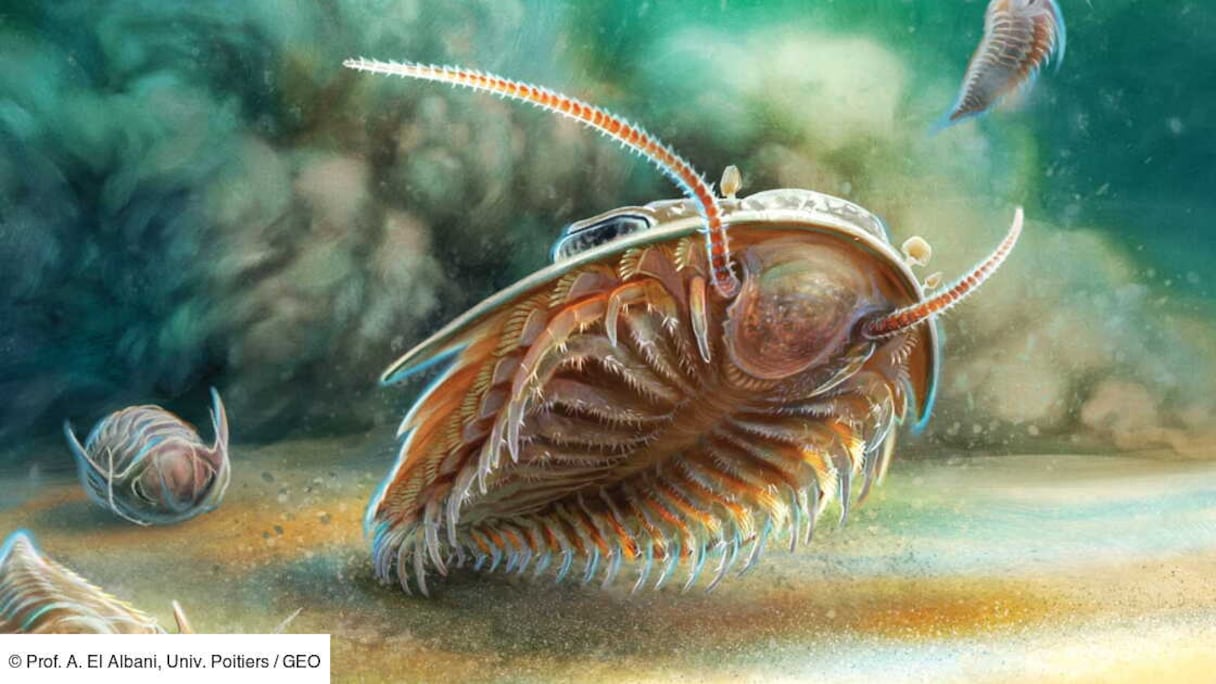 Un écosystème vieux de 515 Millions d’années découvert au Maroc, sous la cendre volcanique, à Aït Youb.