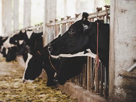 Des vaches Holstein broutent du foin, parquées dans une étable.