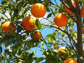 La campagne d'exportation des agrumes en Russie est pratiquement terminée, les opérateurs marocains broient du noir.