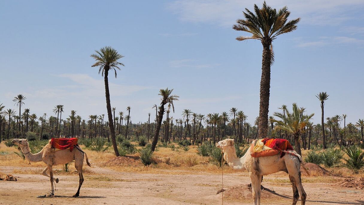 Palmeraie de Marrakech. Plantée à partir du XIe siècle dans le nord de la cité, elle compte aujourd'hui près de 100.000 palmiers, sur environ 15.000 hectares. Cette vaste oasis est irriguée par un réseau de canalisations ancestral souterrain: les khettaras.