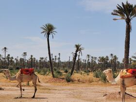 Palmeraie de Marrakech. Plantée à partir du XIe siècle dans le nord de la cité, elle compte aujourd'hui près de 100.000 palmiers, sur environ 15.000 hectares. Cette vaste oasis est irriguée par un réseau de canalisations ancestral souterrain: les khettaras.