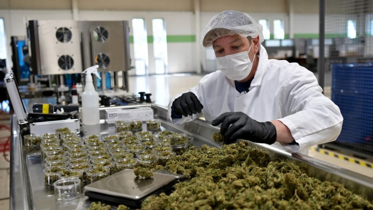 Jim Castetter, directeur des ventes d'Empire Standard, une usine de transformation et de distribution d'extraits de chanvre, pèse les fleurs de chanvre sur une balance, le 13 avril 2021 à Binghamton, New York.