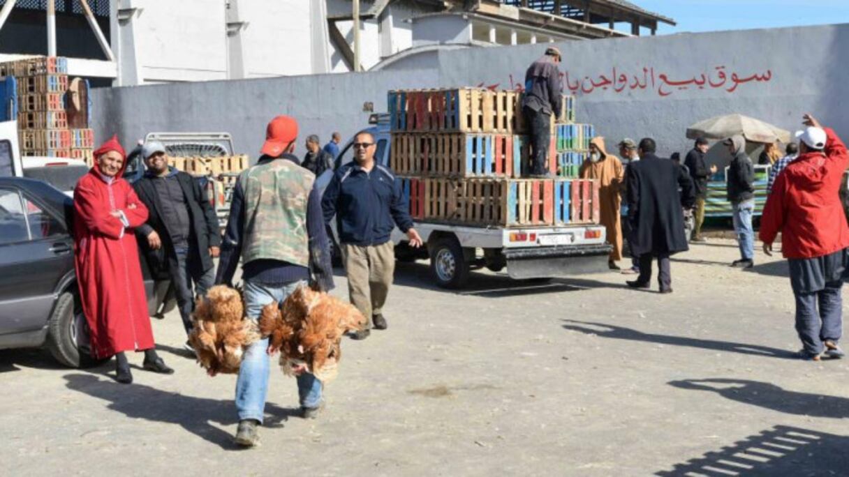 سوق الجملة للدواجن بالدار البيضاء