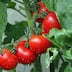 Tomate: une campagne 2026-2027 sous haute tension dans le Souss-Massa