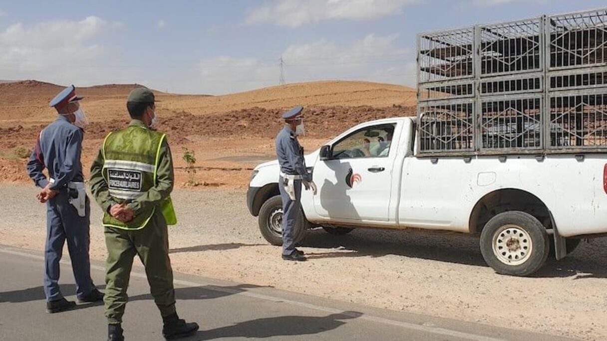 عناصر من الدرك يوقفون ناقلة متخصصة في نقل المواشي (صورة تعبيرية)