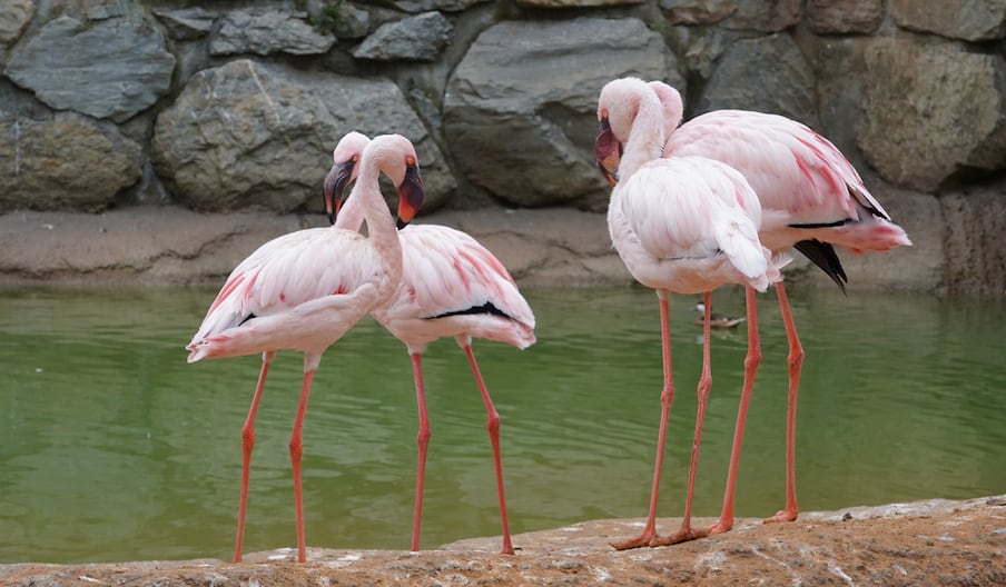 Exclusif: découvrez à quoi ressemble la plus grande volière immersive du Maroc au zoo d'Aïn Sebaâ