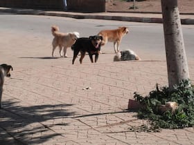 Des chiens errants.