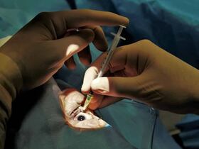 Une injection intravitréenne.