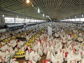 La FISA «déplore la passivité des autorités et leur manque de réactivité à l’égard de cette situation».