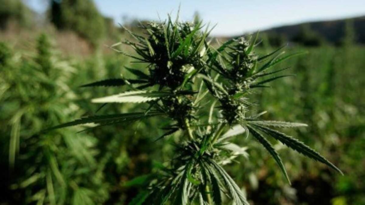 Un champ de cannabis.