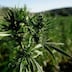 Provinces du Nord: le cannabis instrumentalisé à des fins électorales