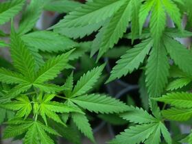 La Creuse espère créer une filière du chanvre en 2019.